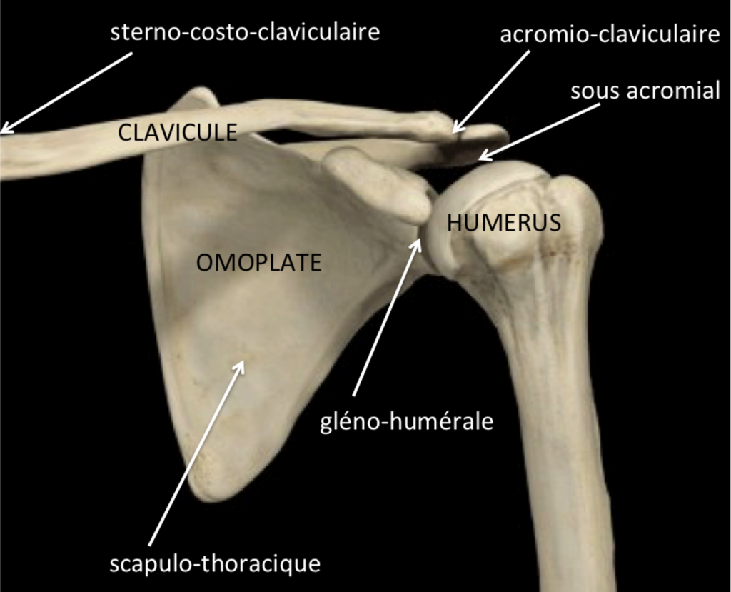 Humerus | Radiology Reference Article | poongraphy.fr